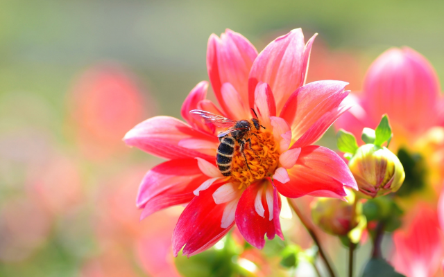 2048x1356 pix. Wallpaper macro, flowers, dahlia, buds, bee, nature, animals, insect