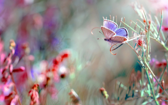 2048x1366 pix. Wallpaper nature, grass, butterfly, macro, insects, nature