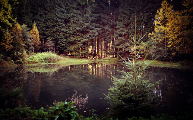 2126x1417 pix. Wallpaper nature, forest, pond, tree, fir tree