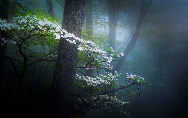 2048x1236 pix. Wallpaper nature, spring, forest, haze, fog, trees, bloom, flowers