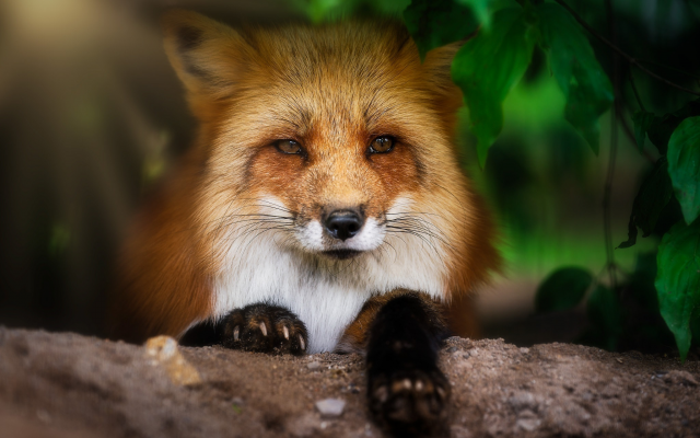 2048x1365 pix. Wallpaper fox, animals