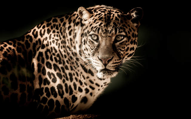 4288x2848 pix. Wallpaper animals, predator, leopard