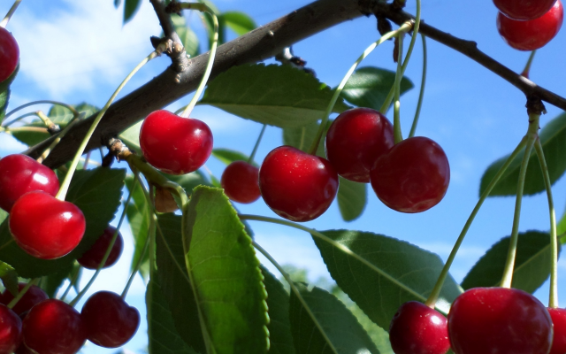 1920x1440 pix. Wallpaper cherry, food, tree, nature