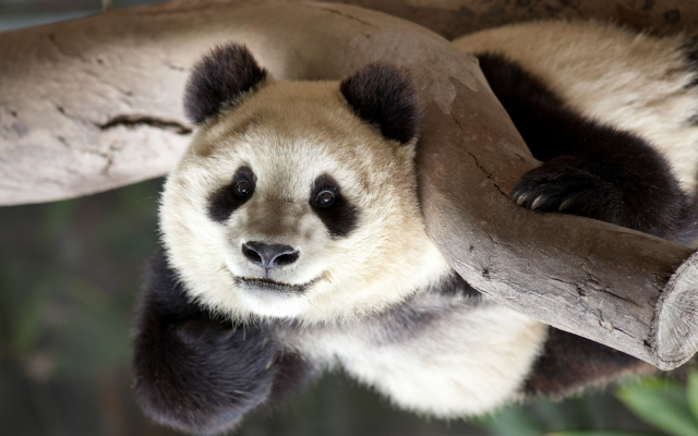 2048x1463 pix. Wallpaper panda, animals, funny, zoo