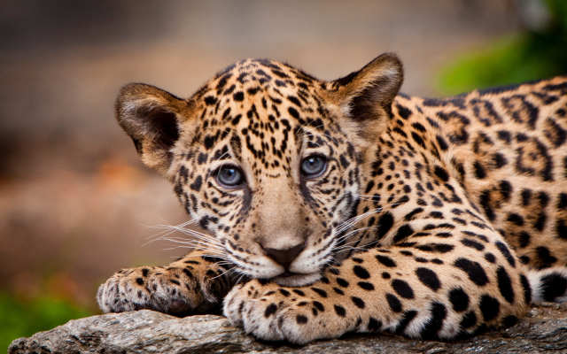 2048x1365 pix. Wallpaper animals, predator, cub, leopard