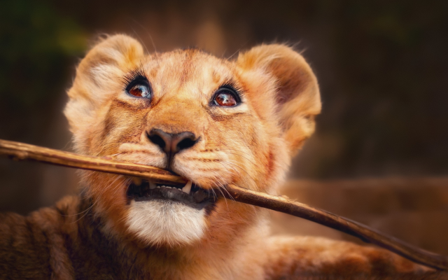 2880x1920 pix. Wallpaper lion, cub, branch, muzzle, animals