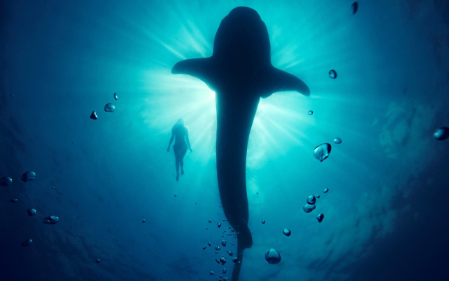2000x1250 pix. Wallpaper whale shark, shark, girl, photo, underwater