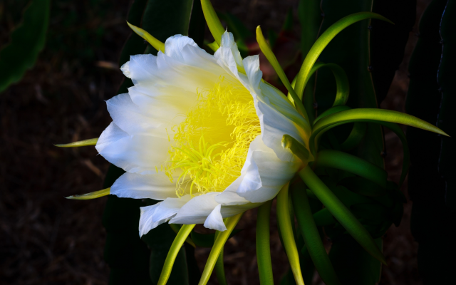 3840x2160 pix. Wallpaper cactus, white flower, yellow pistil, nature, flowers