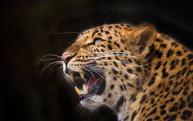 3982x2655 pix. Wallpaper leopard, predator, animals