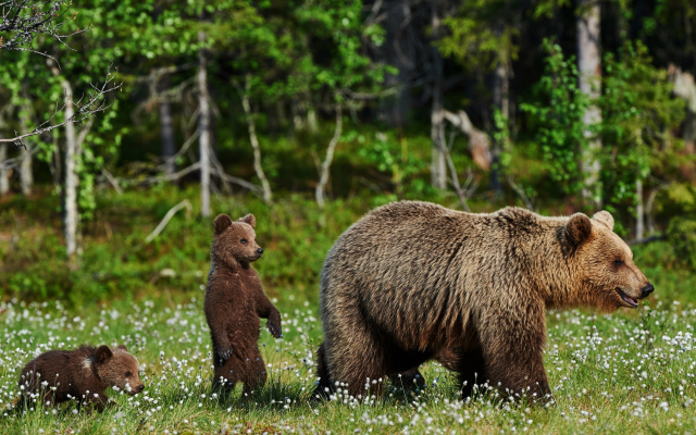 3840x2160 pix. Wallpaper bear, family, animals, nature, brown bear