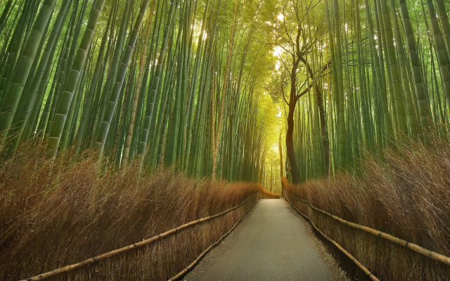 2048x1318 pix. Wallpaper nature, trail, bamboo