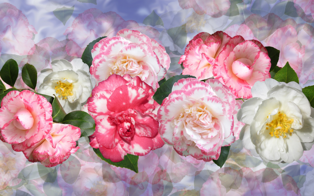 1920x1080 pix. Wallpaper flowers, graphics, camellia, nature