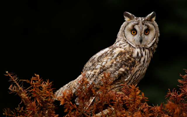 3840x2160 pix. Wallpaper owl, bird, animals