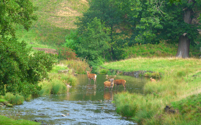 4320x2880 pix. Wallpaper deer, stream, yorkshire, england, animals