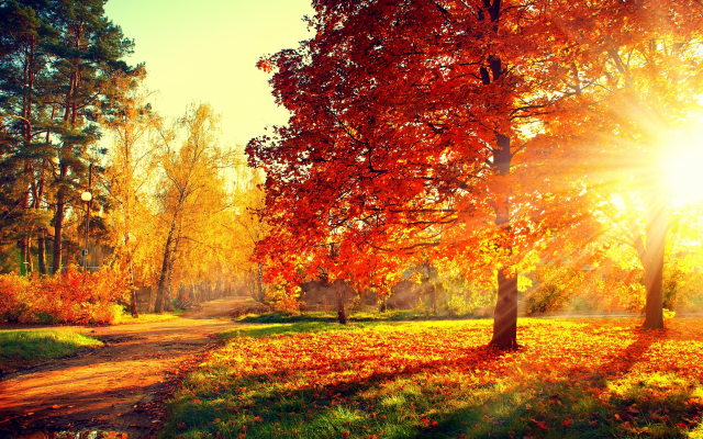 5500x3968 pix. Wallpaper nature, autumn, park, trees, grass, path, sun rays