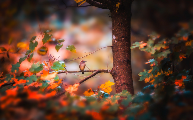 2048x1368 pix. Wallpaper nature, autumn, tree, branches, leaves, bird