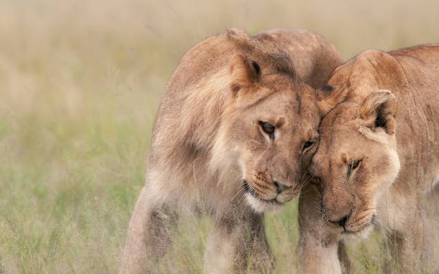 1980x1300 pix. Wallpaper wildlife, africa, lion, lioness, tenderness, predators, animals