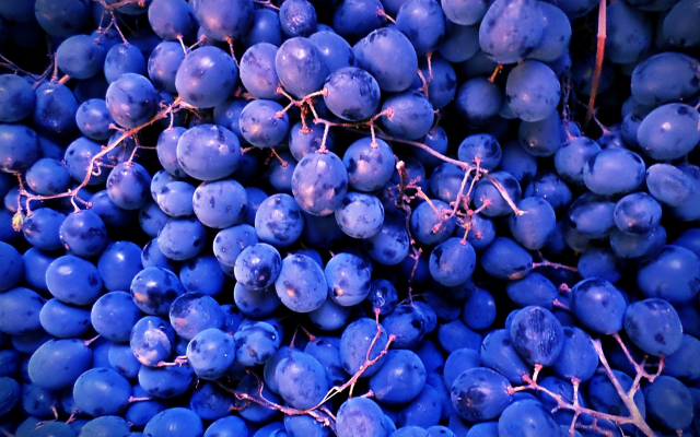 1920x1410 pix. Wallpaper grapes, harvest, october, food