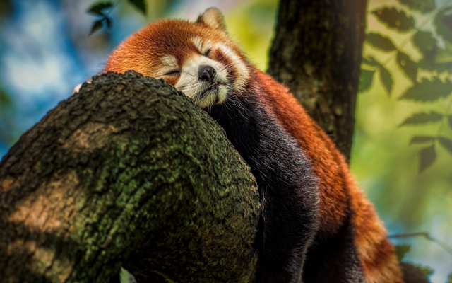 2200x1238 pix. Wallpaper red panda, panda, animals, tree