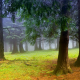 nature, trees, forest, leaves, branch, mist, moss wallpaper