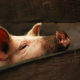 animals, pigs, nose wallpaper