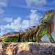lizards, animals, reptiles, rock, sky, clouds, closeup, colorful, sunlight, iguanas wallpaper