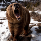 bears, animals, nature, teeth, snow, roar wallpaper