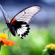 butterfly, insect, animals, nature, wings, flowers, closeup, macro wallpaper