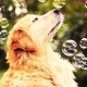 dog, animals, bubbles, golden retrievers wallpaper