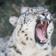 animals, snow leopards, teeth, irbis wallpaper