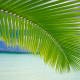 palm tree, palm, tropics, sea, ocean wallpaper