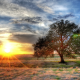 hdr, texas, usa, nature, sunrise, sunset, clouds, tree wallpaper