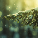 snow, winter, pine, tree wallpaper