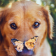 dog, butterfly, eyes, animals wallpaper