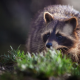 raccoon, animals wallpaper