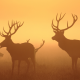 photography, sunset, deer, animals wallpaper