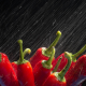 water, macro, pepper, rain, food wallpaper