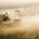 fog, tree, hut, grass, nature, landscape wallpaper