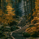 path, stairs, forest, Germany, nature, landscape, tree, autumn wallpaper