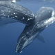 humpback whale, whale, nature, animals, water, sea, underwater, baby animals, mammals wallpaper