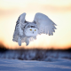 animals, owl, snow, winter, sunset wallpaper
