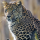 animals, leopard wallpaper