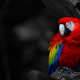 birds, parrots wallpaper