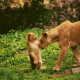 animals, lion, lion cub wallpaper