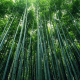 bamboo, nature, forest wallpaper