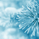 macro, frost, trees, snow, winter, pines wallpaper