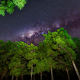 nature, tree, forest, wood, night, Milky Way, stars, clear sky wallpaper