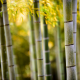 bamboo, forest, nature wallpaper