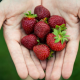 hand, strawberry, fruit, food wallpaper