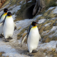 emperor penguin, animals, penguins, snow wallpaper